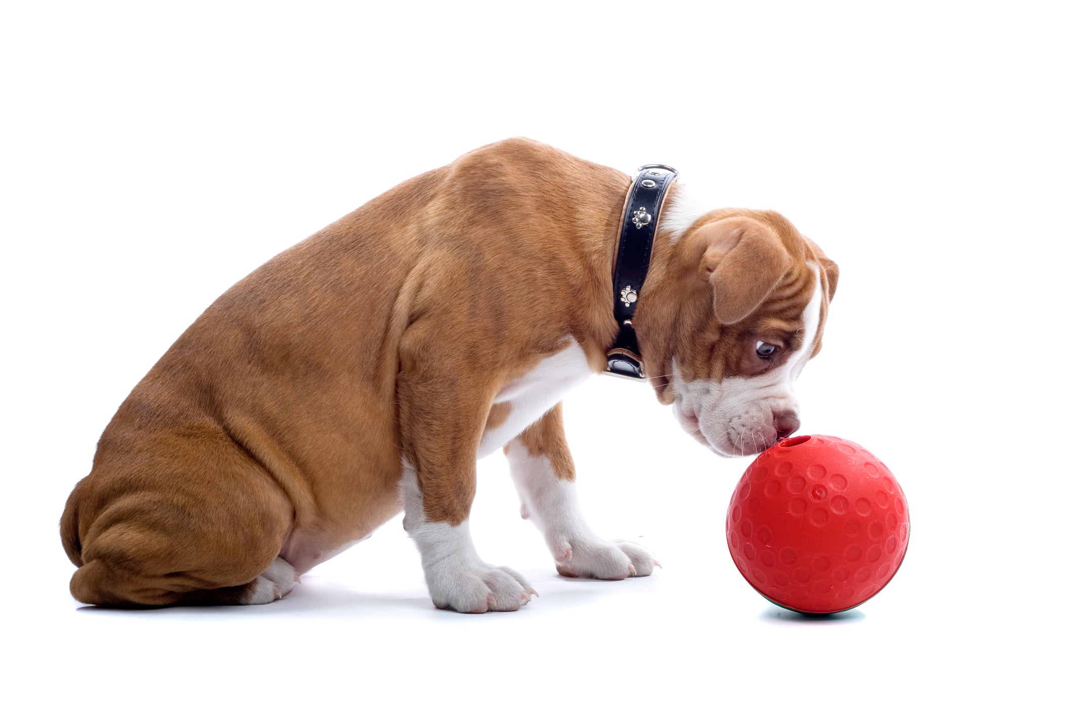 Qué hace realmente tu perro cuando está jugando?