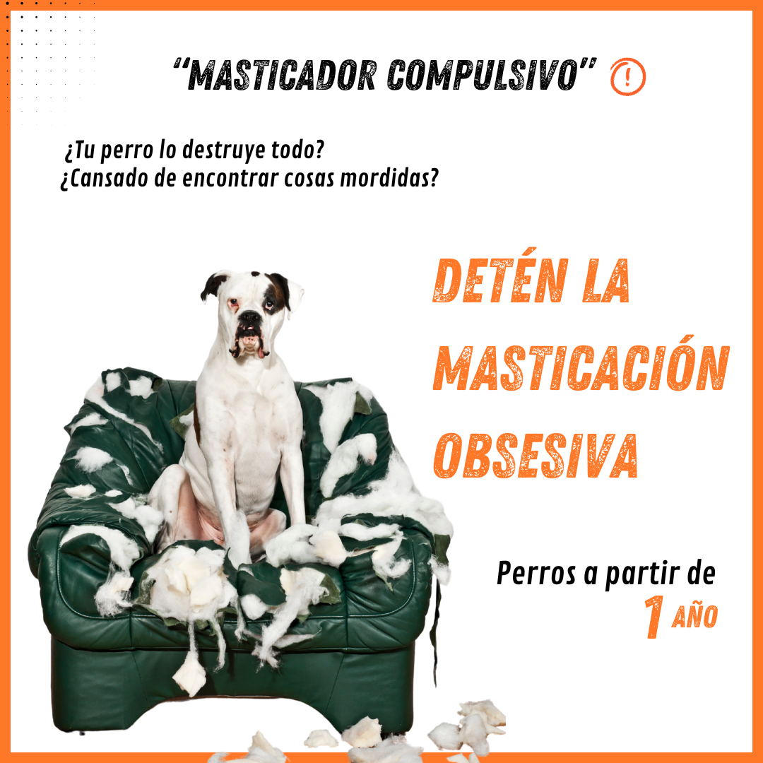 MORDEDORES COMPULSIVOS- perros adultos